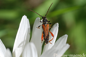 Stenopterus rufus